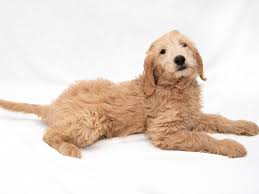 Miniature goldendoodles are extremely attractive, lovable, and loyal puppies. F1 Standard Goldendoodle Dog Male Golden 2271845 My Next Puppy