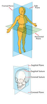 Two other common movements that are classified in the frontal plane are the side shuffle and side lunge. Your Body Your Yoga Part 3 A Yin Yoga
