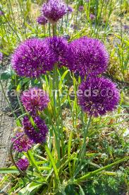 An allium flower head is a cluster of individual florets. Allium Aflatunense Purple Buy Seeds At Rarepalmseeds Com