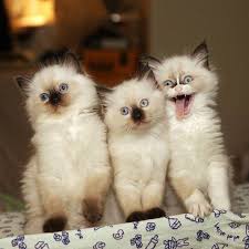 every group has that one special friend https ift tt 2o7ex8y funny funny images funny animal pictures