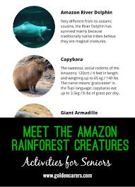 Meet The Amazon Rainforest Creatures Rainforest Creatures Amazon Rainforest Rainforest