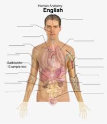 Imagine that you are in an english speaking country and you need to see a doctor, for example. Body Parts Diagram Male Male Body Anterior View Posterior View Body Parts Name Diagram 984 Male Body Parts Diagram Free Vectors On Ai Svg Eps Or Cdr Jaylah Hooper