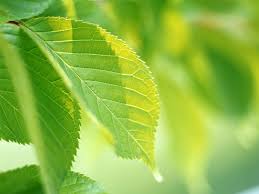 Maybe you would like to learn more about one of these? Green Life Wallpapers Green Life Stock Photos