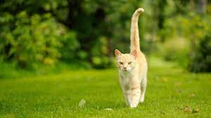 10 facons qu a votre chat de vous dire qu il vous aime ronronnement du chat chat langage chat