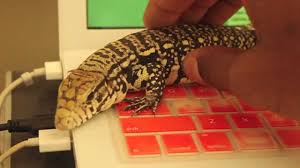 Argentine Black And White Tegu Care Video Pt 2 Repidemic Youtube Thanks so much for being here, and an extra big thanks to my.