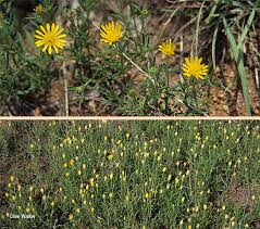 Image result for Hirpicium