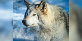 Colorado Getting New Wolves From Canada