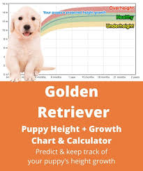 Lab puppy weight growth chart page 1 line 17qq. Golden Retriever Height Growth Chart How Tall Will My Golden Retriever Grow The Goody Pet