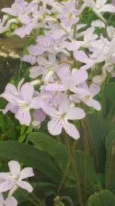 Image result for Streptocarpus arcuatus