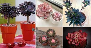 Plants prefer partial shade or bright shade. 50 Colorful Succulents That Are Incredibly Beautiful Balcony Garden Web