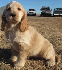 Full Grown Black American Cocker Spaniel Full Grown Golden Cocker Retriever Look Like Puppies Forever 3 Golden Cocker Retriever Golden Retriever Cocker Spaniel American Cocker Spaniel