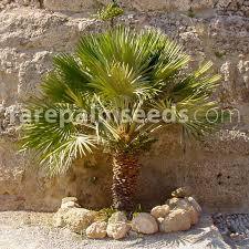 Free shipping on qualified orders. Chamaerops Humilis Mediterranean Fan Palm Buy Seeds At Rarepalmseeds Com