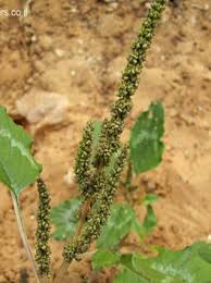Image result for Amaranthus praetermissus