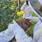 Bridgetown Bee Buddies event image