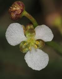 Image result for Limnophyton obtusifolium