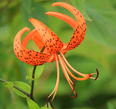 A victory garden may include: Tiger Lily Flowers How To Grow Tiger Lilies And Tiger Lily Care
