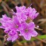 Image result for Commicarpus pedunculosus