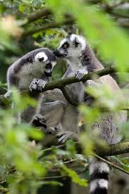 Ring Tailed Lemurs Animal Lemur And Creatures
