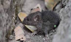 There are hundreds of species of mice. Mice And Rats Paws
