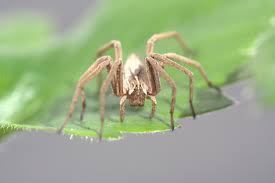 Wann sieht man die spinnen im garten? Spinne In Garten Foto Bild Tiere Wildlife Spinnen Bilder Auf Fotocommunity