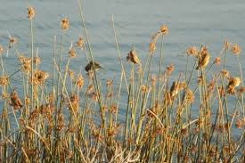 Image result for Scleria schimperiana