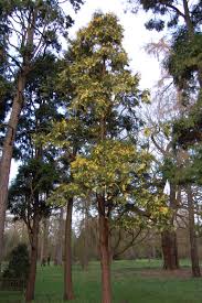Image result for Calocedrus decurrens