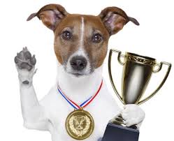Many dog owners shy away from offering canned dog food to their pets. What Is The Best Dog Food In Australia 2021 Pet Food Reviews Australia