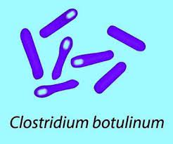 Durch verzehr von kontaminierten lebensmitteln, kann es bereits innerhalb weniger stunden zu ersten vergiftungssymptomen kommen. Botulinum Botulismus Clostridium Bakterien Symptome Honig Vergiftung