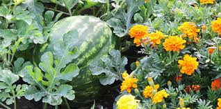 In addition, planting vegetables requires keeping up on watering is one of the most important things you can do to make your vegetables thrive. 26 Plants To Grow Side By Side Companion Planting Ideas
