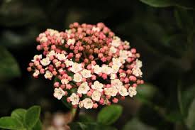 Das stört die eibe aber. Immergruner Lorbeerblattriger Schneeball Pflege Schneiden Sorten Gartenlexikon De