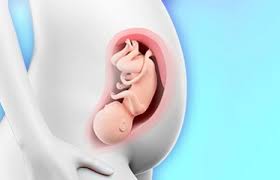 32 Weeks Pregnant Pregnancy Week By Week