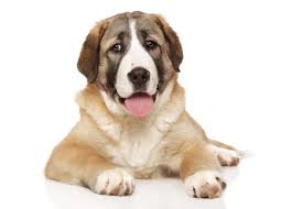 Traditionally, the breed was used for guarding sheep and goat herds. Alabay Stock Photos And Images 123rf