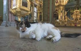 Российское поголовье кошек не поддаётся подсчёту. Den Koshek 2021 Kakogo Chisla Otmechayut V Rossii