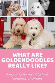 Overview of goldendoodle generations and approximate equations: Goldendoodle Temperament 350 Goldendoodle Owners Weigh In
