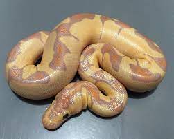 Banana Enchi Clown Ball Python Ball Python Morphs Ball Python Python