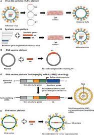 Organ culture, cells, culture vaccines, and antibody testing are ways that animal tissue culture are used for medical purposes. Frontiers Novel Platforms For The Development Of A Universal Influenza Vaccine Immunology