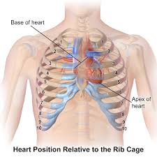 Duodenal inflammation can cause pain and other unpleasant gastrointestinal symptoms. Duodenum Location In Relation To Ribcage Duodenum Anatomy Function Location Pictures Significance