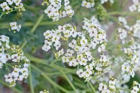Image result for Crambe hispanica