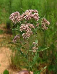 Image result for Pluchea ovalis