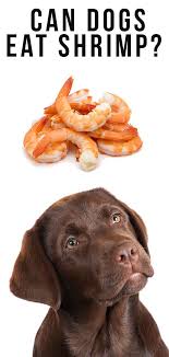Can Dogs Eat Shrimp Safely When It S Cooked Shelled Or Raw