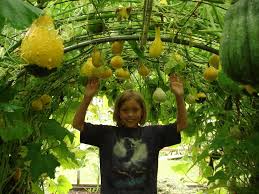 Check spelling or type a new query. Vegetables And Fruit Forum Growing Zucchini Vertically Garden Org