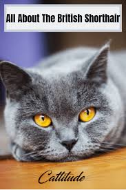 Feline 411 All About British Shorthair Cats British Shorthair British Shorthair Cats Cat Breeds