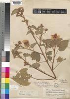 Image result for Abutilon hirtum