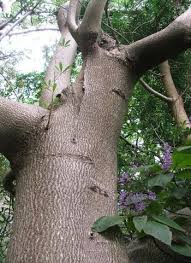 Image result for Sterculia appendiculata