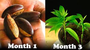 Posted on october 22, 2011 by zoom50. How To Grow Canistel Egg Fruit From Seeds Youtube
