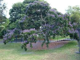 Image result for Millettia grandis