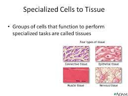 We did not find results for: Specialized Plant And Animal Cells Ppt Video Online Download