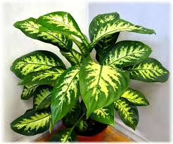 Jenis tanaman hias cantik yang mudah dirawat dan cocok untuk pemula. Semua Tentang Bunga Dieffenbachia Dieffenbachia Bunga Hias Di Rumah Anda