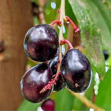 Image result for Lepisanthes