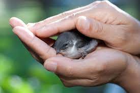 This Is What To Do If You Find An Injured Bird | Pawtracks